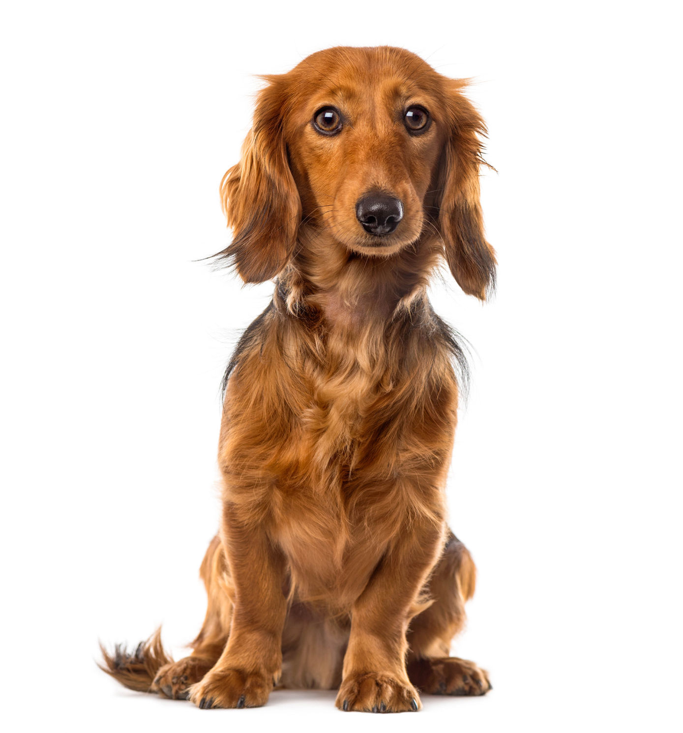 10 activities for animal lovers